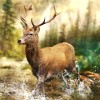 HuntingClash猎手冲突官方版免费下载v3.6.3 